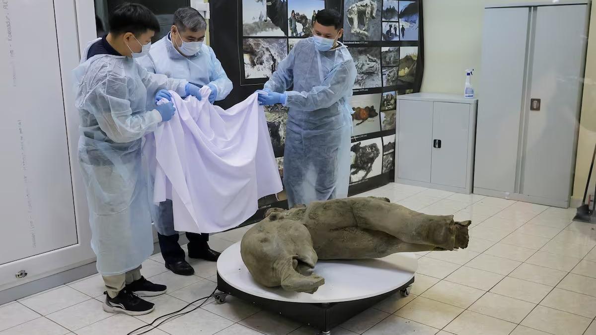 Un momento de la presentación de la cría de mamut.