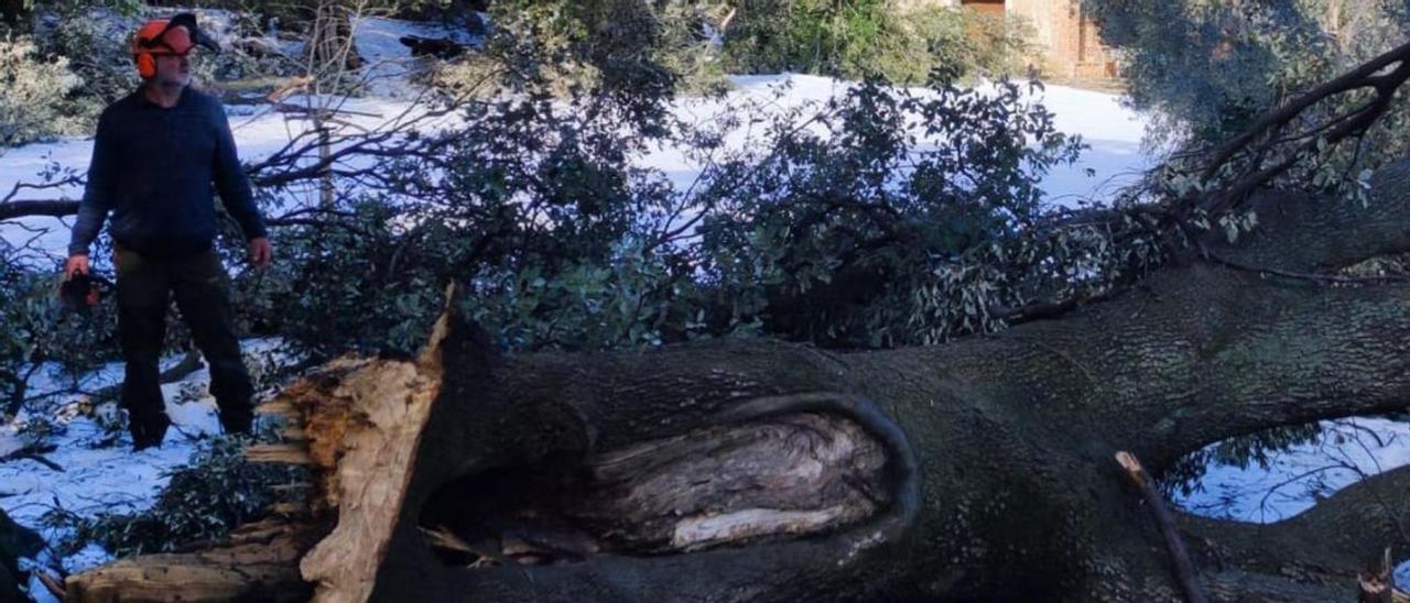 Joan Juan bei Aufräumarbeiten in der Tramuntana.