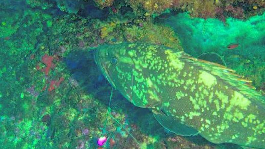 Ecologistas reclaman al Govern que la reserva marina de Calvià se amplíe hasta la Illa del Sec