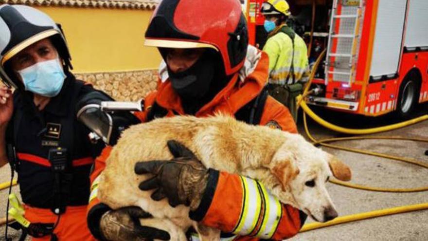 Los bomberos rescatan a un perro de un incendio en Chiva