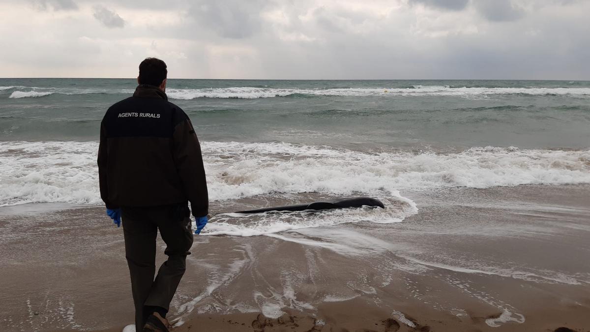 Trobat mort un dofí gris a la platja del Prat de Llobregat