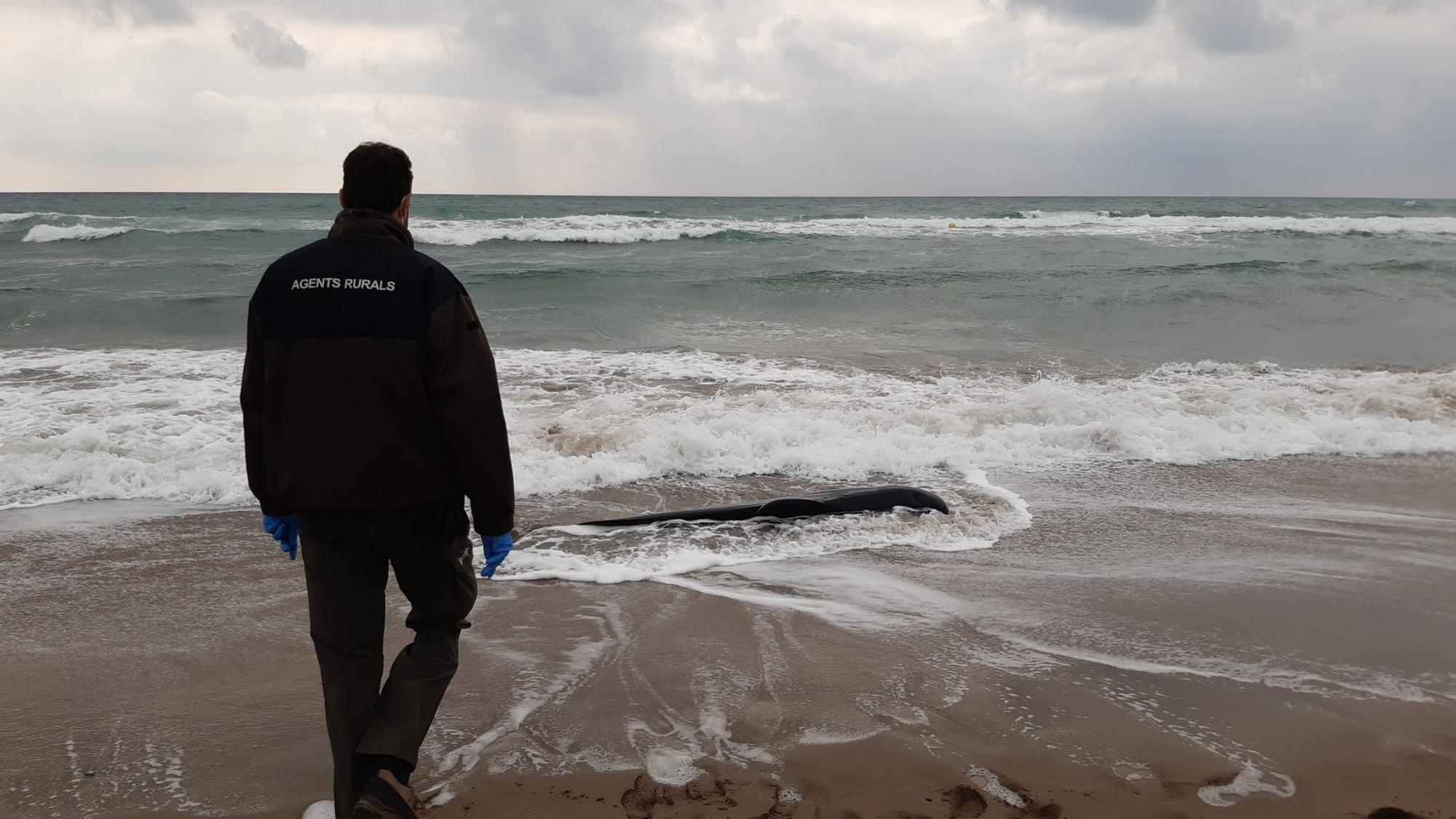 Un agente rural de la Generalitat de Catalunya se acerca a recoger el cuerpo sin vida del delfín.