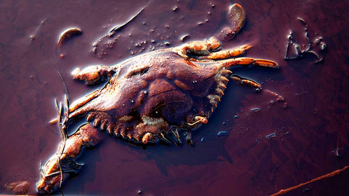 Un cranc cobert de petroli mort en una platja de Louisiana. El vessament de cru al golf de Mèxic és considerat la pitjor tragèdia ambiental en la història dels Estats Units.