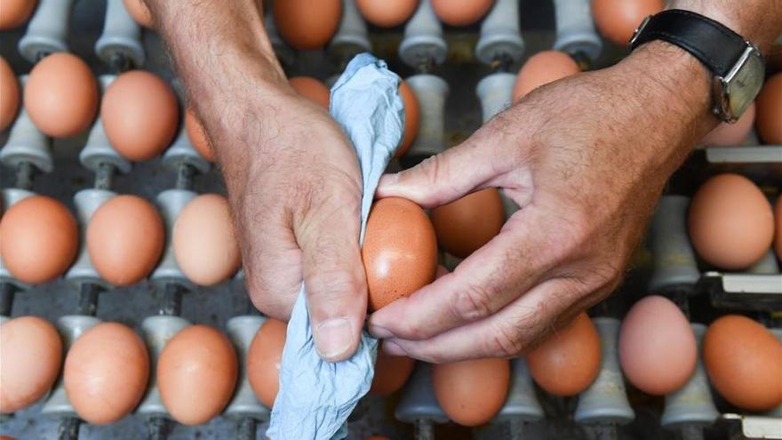 ¿Son peligrosos para los humanos los huevos tóxicos?