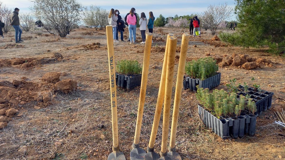 Todas los actos del Día del Árbol: Plantaciones, talleres infantiles y  actividades guiadas - Levante-EMV