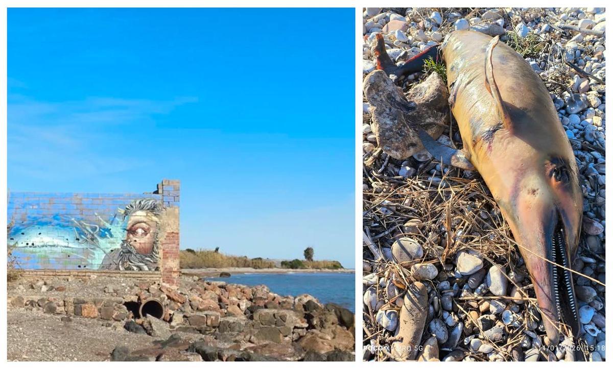 Imagen de la zona de la costa de Burriana donde fue encontrado el cadáver (i); así era el animal varado.