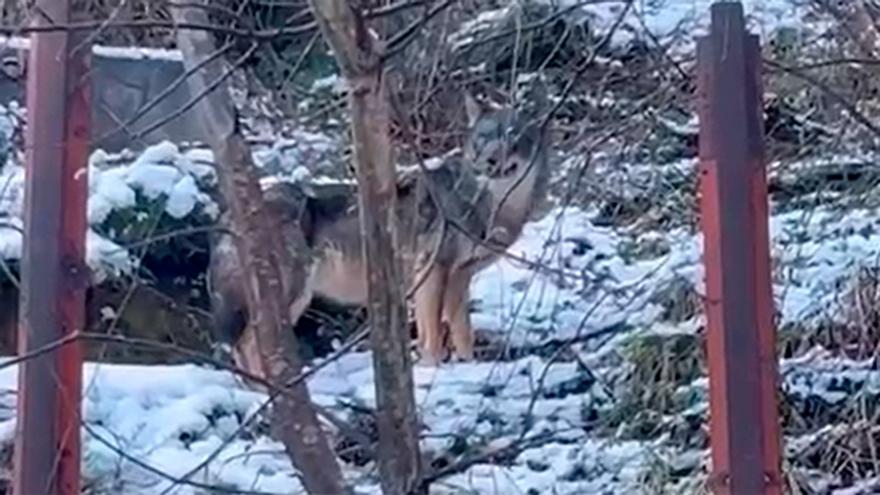 El lobo ya merodea las áreas recreativas