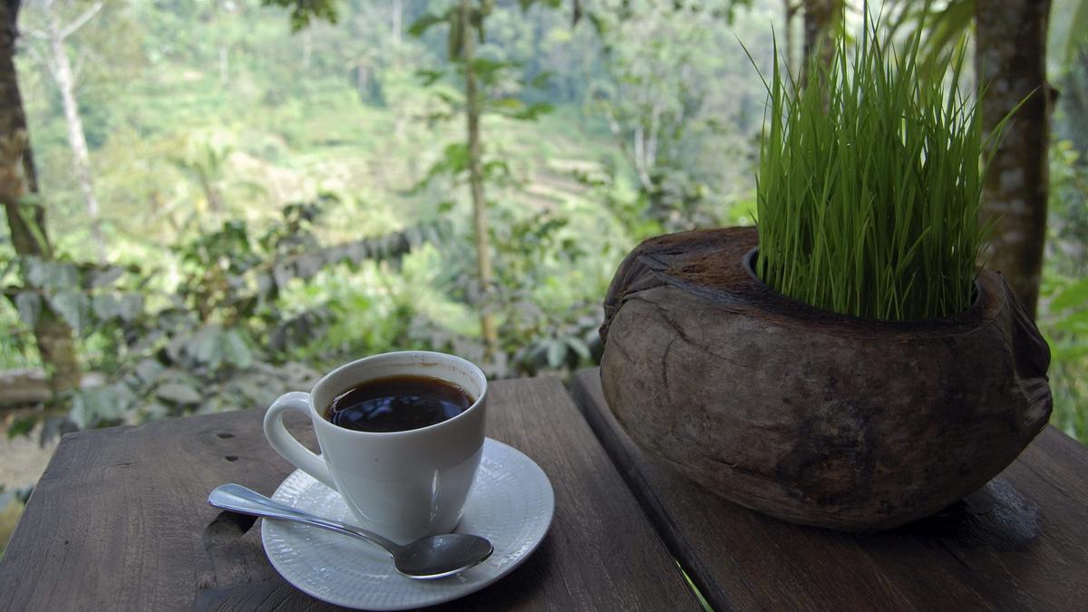 Una taza de café de kopi luwak.