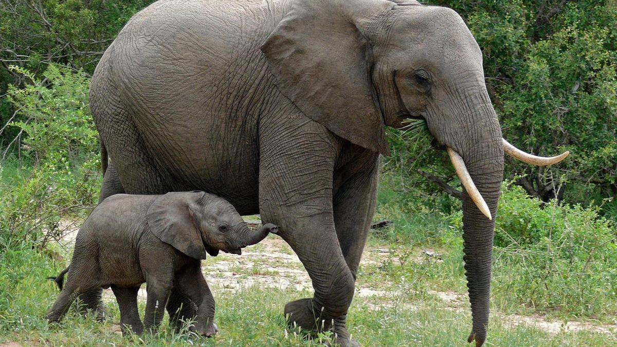 Muere la elefanta ‘Zambi’ tras una lucha entre ejemplares en el Parque de Cabárceno (Cantabria)
