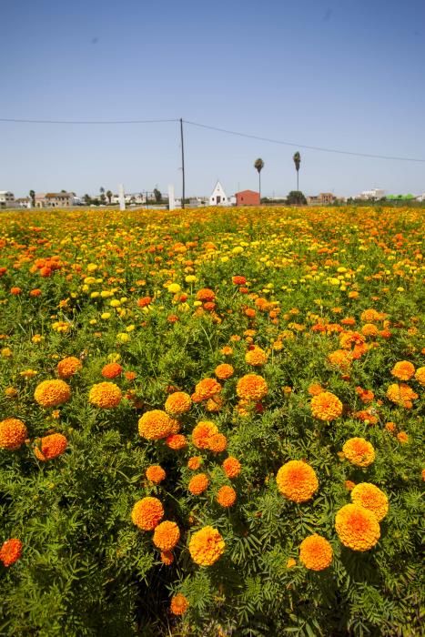 Las flores de la Batalla de la Fira de Juliol y carteles históricos