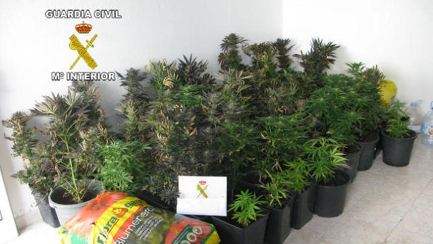 Plantas de marihuana incautadas por la Guardia Civil en la operación. | lp