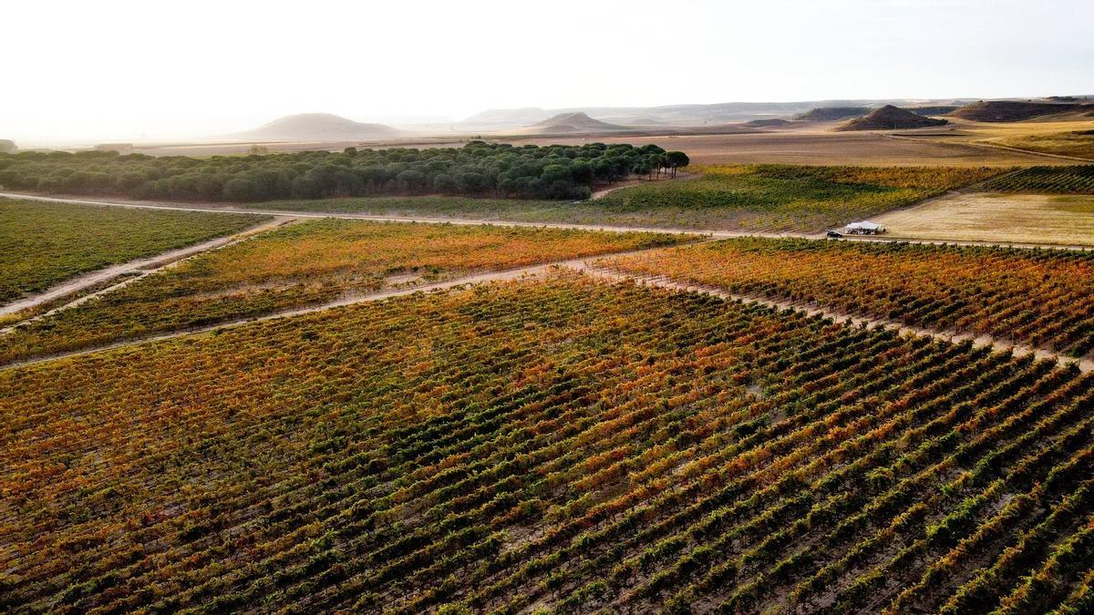 Cruz de Alba, vinos