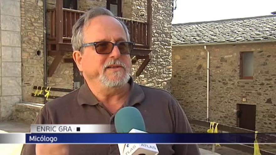 La colmenilla, la seta que ha causado la muerte de una mujer en un restaurante de Valencia