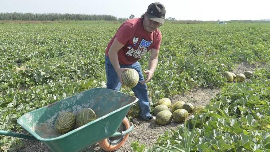 Un agricultor recolectando melones en una plantación de Carrizales.