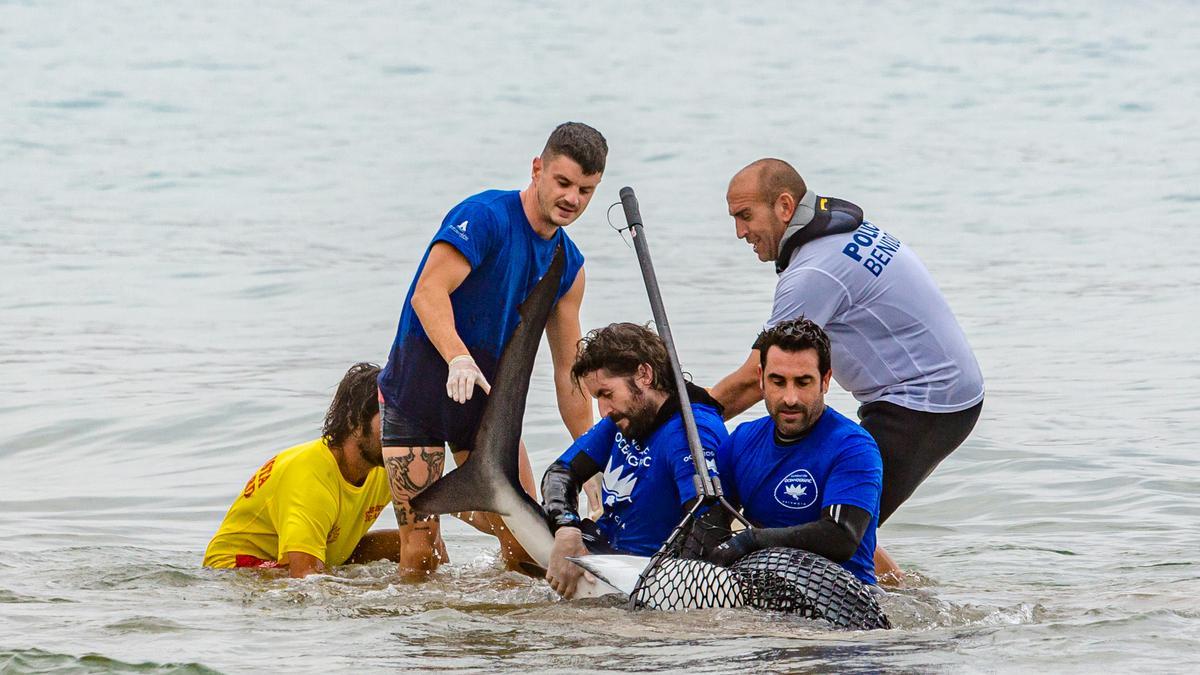 Aparece un tiburón de dos metros en Benidorm