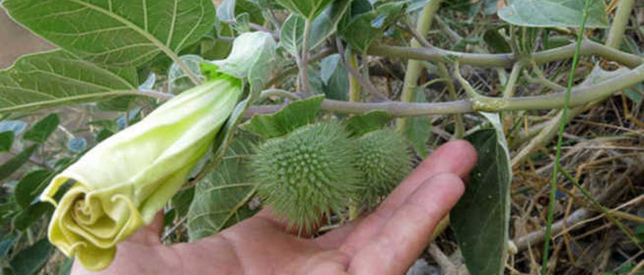 Flor y frutos de la burundanga.