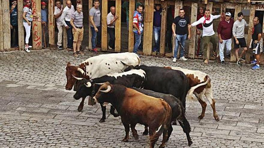 Los aficionados miran y citan a las reses en el redondel.