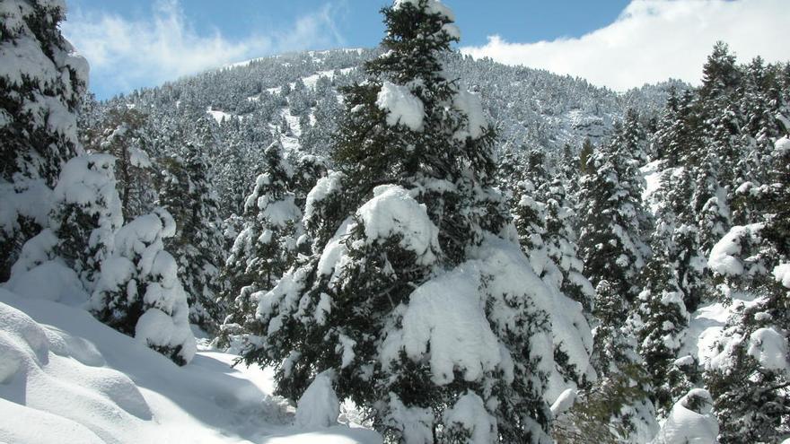 Pinsapar de la Cañada del Saucillo.