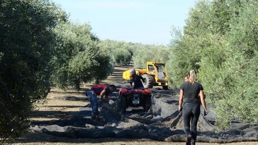 La campaña del olivar ha generado hasta enero casi 227.000 toneladas de aceite en Córdoba