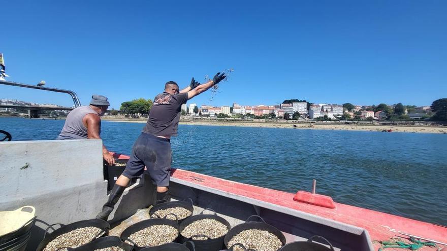 La cofradía siembra 1,1 millones de almejas para regenerar la ría de O Burgo