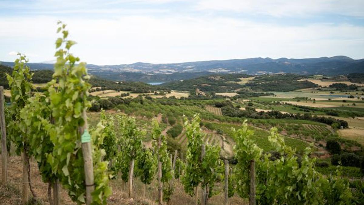 Viñedos de Barbastro.
