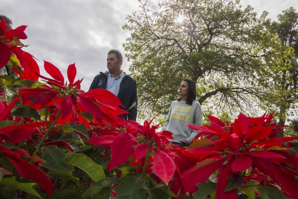 Vivero de Santa Cruz de Tenerife