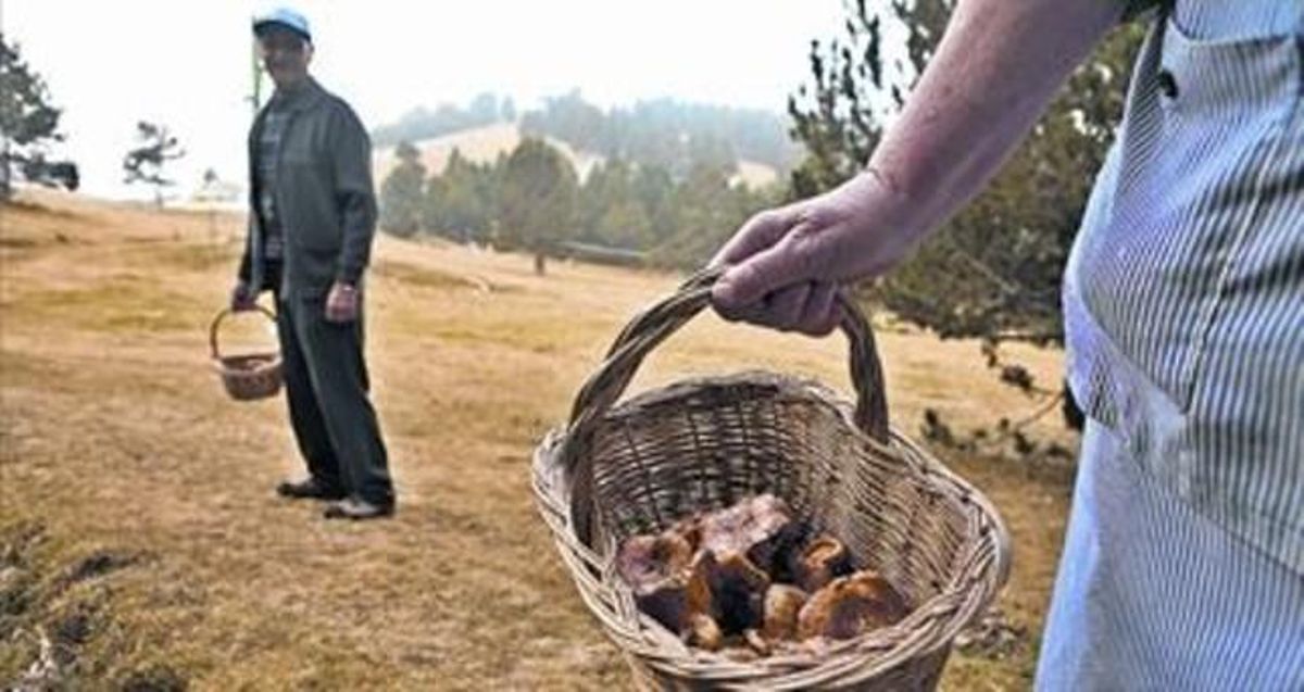 Montserrat Romero i el seu marit, amb cistells de rovellons trobats al bosc dels Rasos de Peguera, ahir. Montserrat Romero i el seu marit, amb cistells de rovellons trobats al bosc dels Rasos de Peguera, ahir.