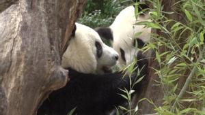 Youyou y Jiujiu, los gemelos de Panda nacidos en España.