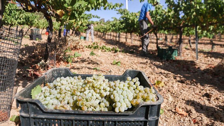 Recolección de la uva en la comarca de Antequera.