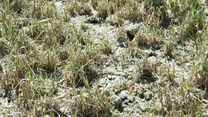 Topillos en una parcela agrícola