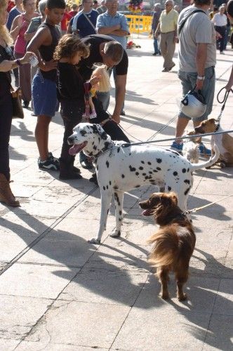 ** DIA DE PERROS **