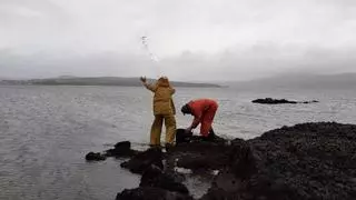 Siembras y eliminación de algas: los mimos al marisqueo continúan