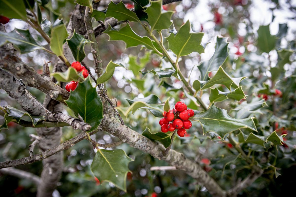 Únicamente las hembras del acebo producen bolas rojas.