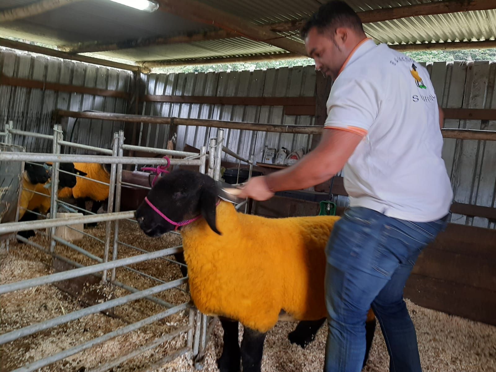 La mejor oveja Suffolk de España, nacida y criada en Llanera