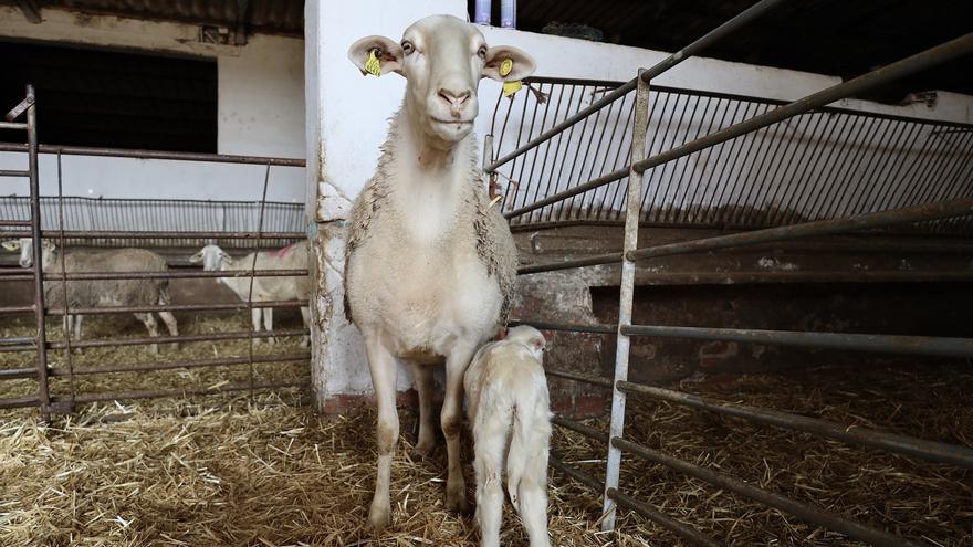 Asaja critica &quot;las limitaciones&quot; introducidas en las ayudas de la Diputación a agricultores y ganaderos