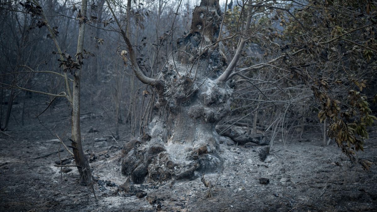 Monte de O Barco de Valdeorras, arrasado tras varias jornadas de fuego sin control. 18 julio 2022. Brais Lorenzo