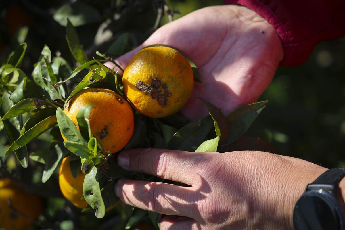 Fruta dañada por el pedrisco.