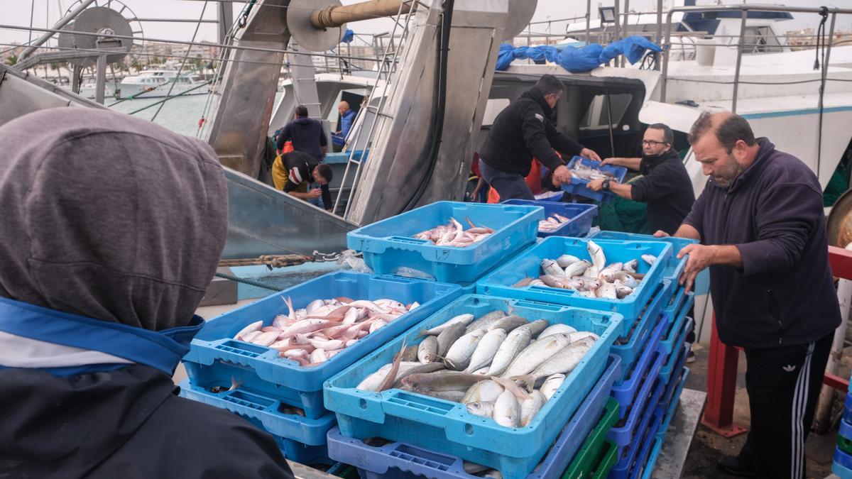 Descarga de pescado en el puerto de Santa Pola.