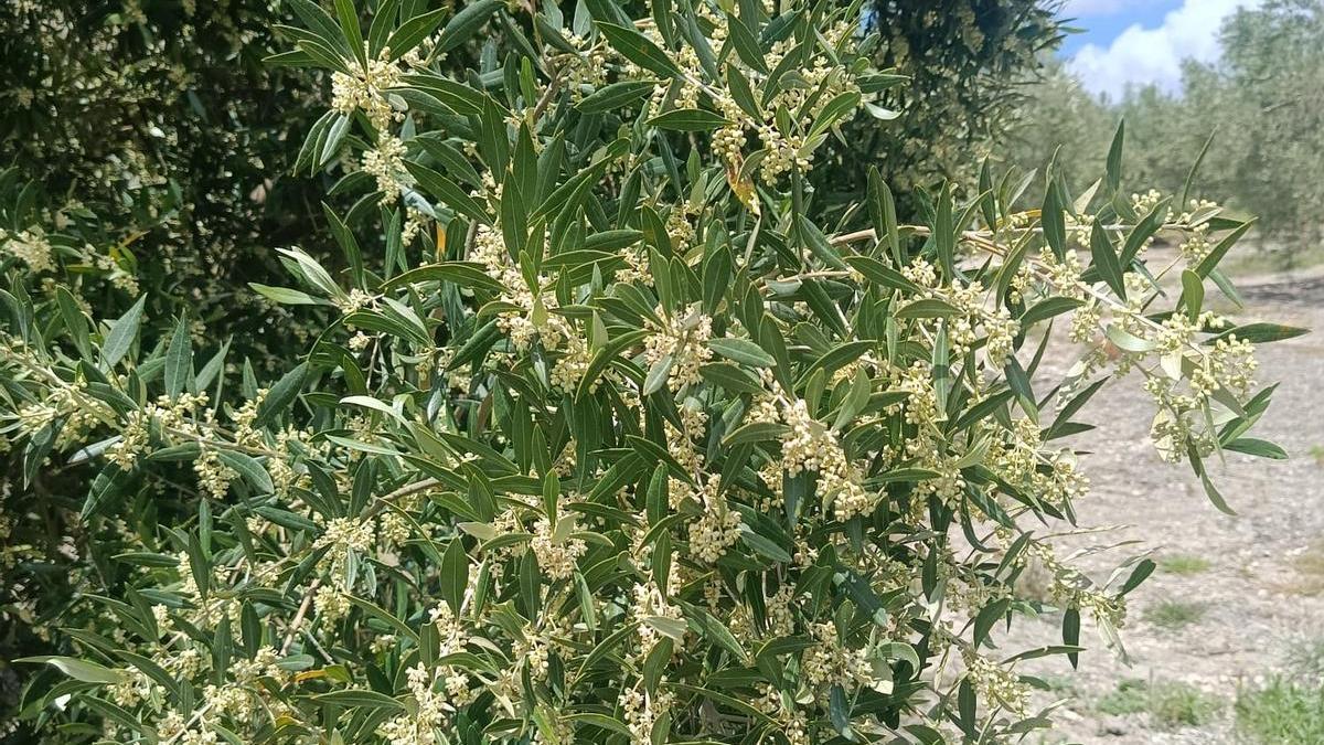 Detalle de un olivo en plena floración en Córdoba este mes de mayo.