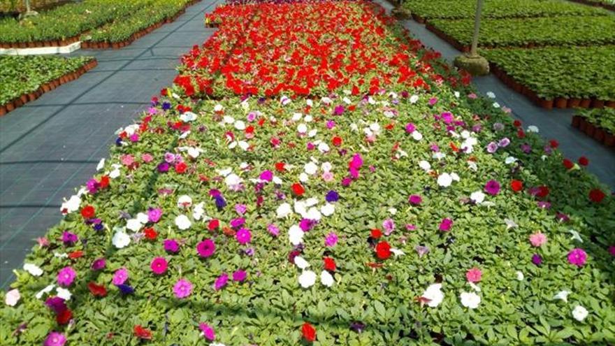 El vivero provincial comienza a repartir en los pueblos 40.000 flores de temporada