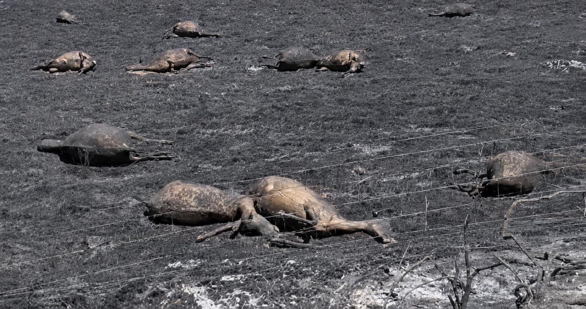 Ovejas muertas en Palazuelo de Sayago