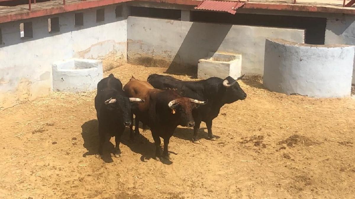 Tres de los toros que se lidiarán esta tarde en la plaza de toros de Córdoba.