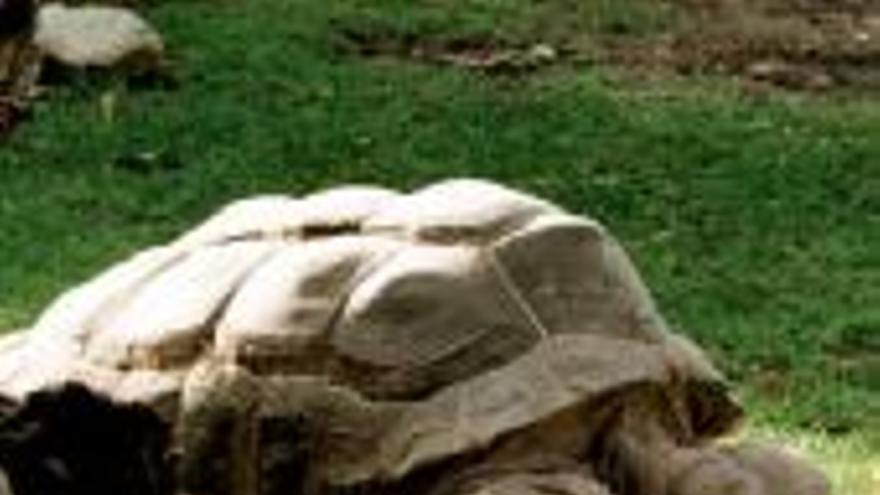 Muere en Egipto la tortuga más vieja del mundo