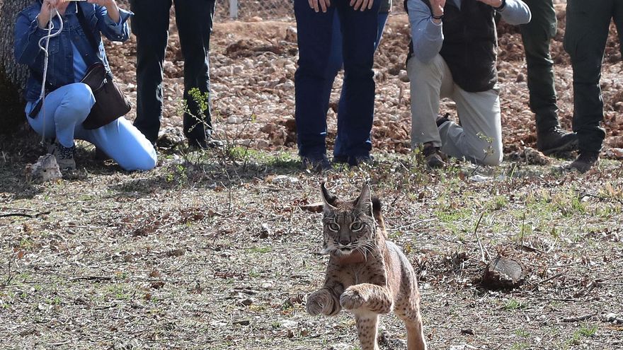 Muere atropellada una hembra de los ocho linces ibéricos reintroducidos en Castilla y León