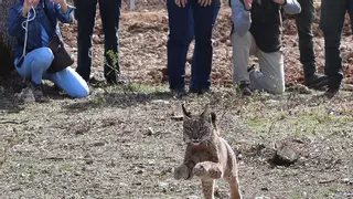 Muere atropellada una hembra de los ocho linces ibéricos reintroducidos en Castilla y León