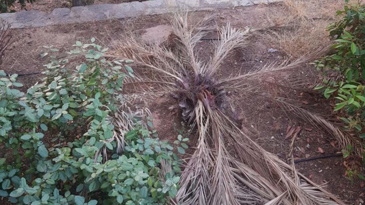 Vegetación seca junto a una vivienda. | LEVANTE-EMV