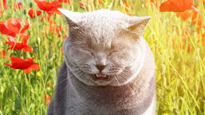 Perros y gatos también sufren alergias