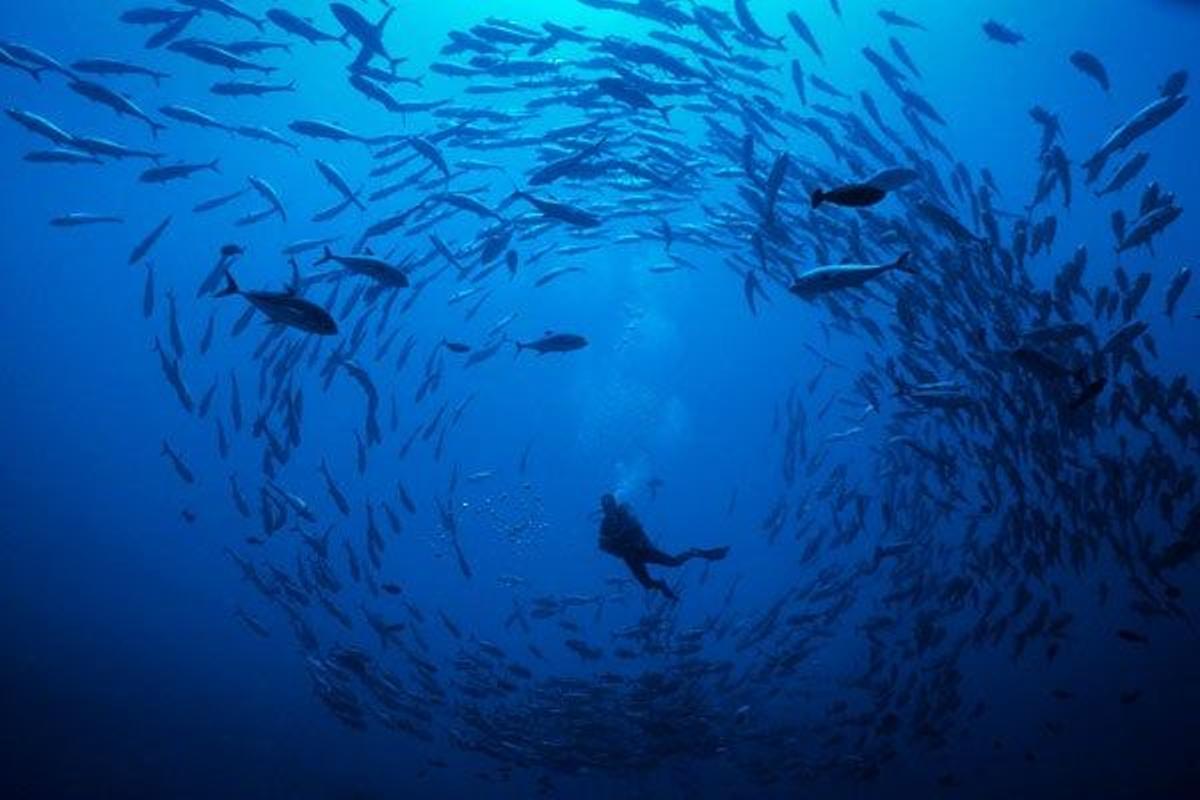 Buceador en medio de un círculo de peces jack en el atolón de Rangiroa.