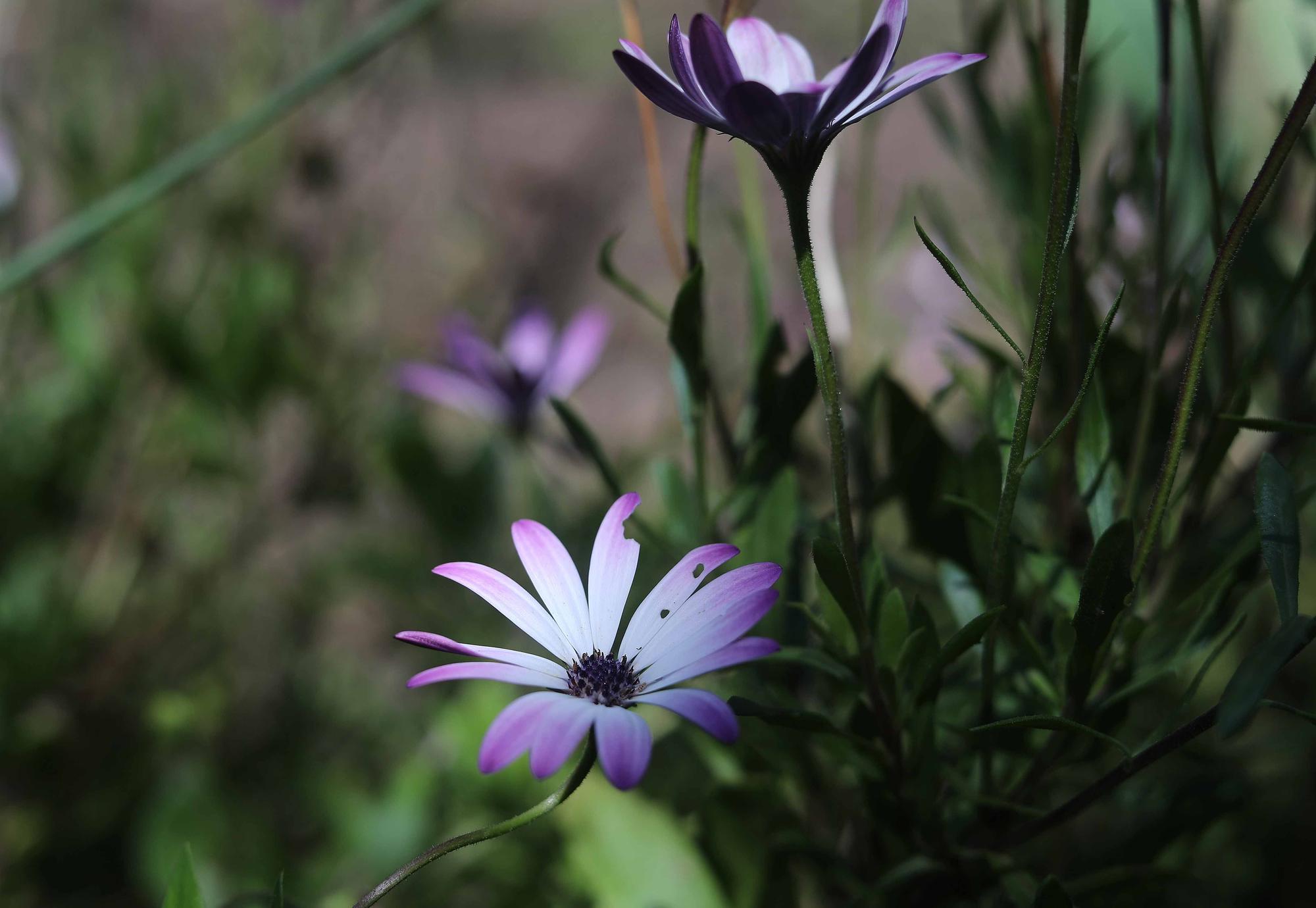 Las flores del Jardín Botánico en primavera