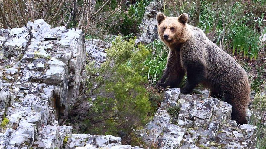 Un oso en una zona de Fuentes del Narcea | LNE